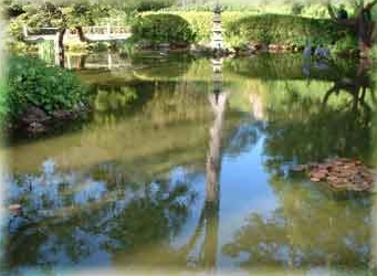 Pond in Japanese Tea Garden